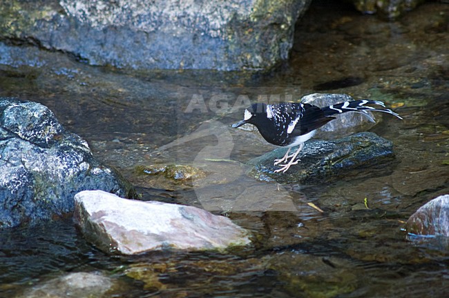 Gevlekte Vorkstaart, Spotted Forktail, Enicurus maculatus stock-image by Agami/Marc Guyt,