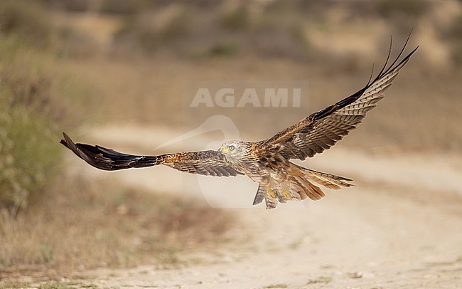 Red Kite in flight, patrols low over a dirt road in The Monegros Spain stock-image by Agami/Onno Wildschut,