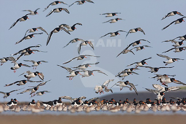 Eurasian Oystercatcher - Austernfischer - Haematopus ostralegus ssp. ostralegus, Germany stock-image by Agami/Ralph Martin,
