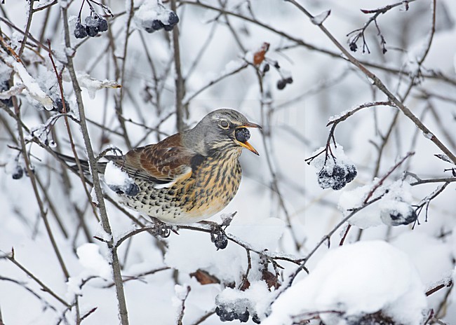 Fieldfare eating berries; Kramsvogel bessen etend stock-image by Agami/Markus Varesvuo,