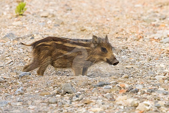Wild Boar (Sus scrofa), cub standing on the ground, Campania, Italy stock-image by Agami/Saverio Gatto,