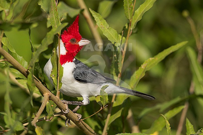 Red-crested Cardinal (Paroaria coronata) perched on a branch in the Pantanal of Brazil. stock-image by Agami/Glenn Bartley,