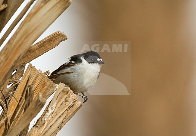 Balkanvliegenvanger mannetje zittend op palmtak; Semi-collared Flycatcher male perched on palmbranch stock-image by Agami/Marc Guyt,