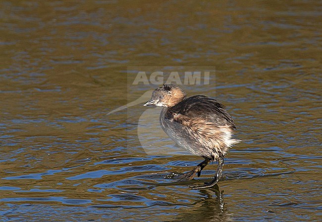 Wintering Little Grebe (Tachybaptus ruficollis) in the Netherlands. Walking on ice. stock-image by Agami/Edwin Winkel,