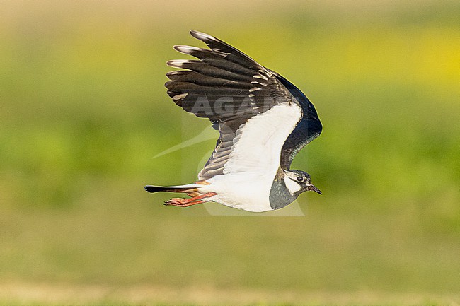  stock-image by Agami/Menno van Duijn,