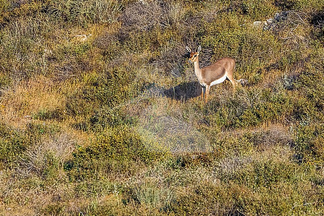 Mountain Gazella sitting in Lahav Reserve, Lahav, Israel. April 12, 2013. stock-image by Agami/Vincent Legrand,