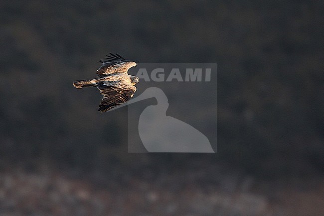 Spanish Imperial Eagle - Spanischer Kaiseradler - Aquila adalberti, Spain, 2nd cy stock-image by Agami/Ralph Martin,