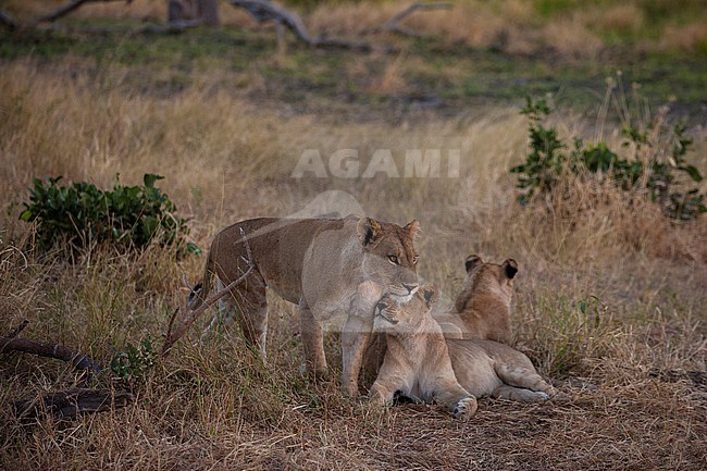 A group of lionesses, Panthera leo, resting together. Khwai Concession Area, Okavango Delta, Botswana. stock-image by Agami/Sergio Pitamitz,