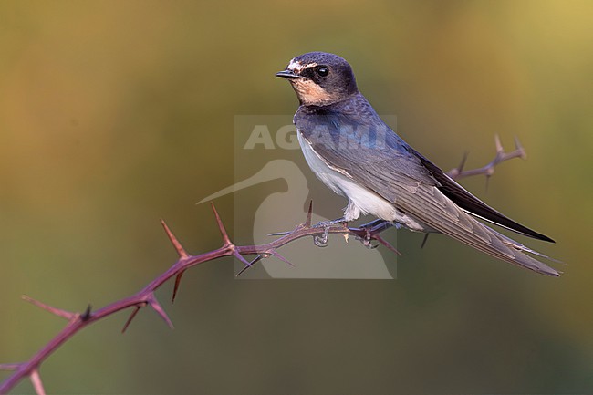 Barn Swallow (Hirundo rustica) in Italy. stock-image by Agami/Daniele Occhiato,