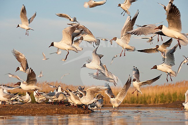Groep Kokmeeuwen; Flock of Black-headed Gulls (Larus ridibundus) stock-image by Agami/Bence Mate,