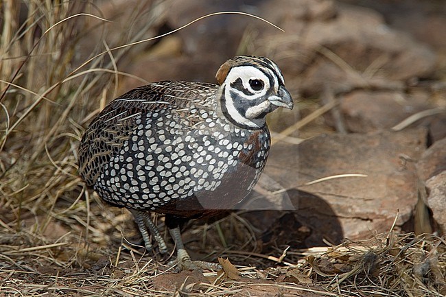 Adult female 
Jeff Davis Co., TX 
March 2010 stock-image by Agami/Brian E Small,