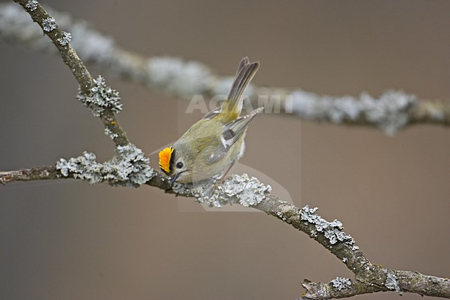 Goldcrest perched on branch; Goudhaan zittend op tak stock-image by Agami/Markus Varesvuo,
