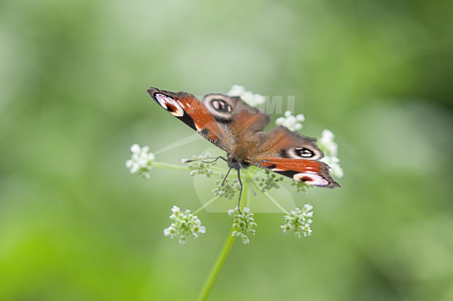 Dagpauwoog op Fluitenkruid, Peacock on Cow Parsley stock-image by Agami/Rob de Jong,