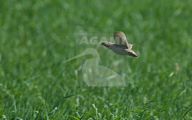 Side view of an adult Common Quail (Coturnix coturnix) in flight. Finland stock-image by Agami/Markku Rantala,