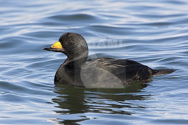 Black Scoter (Melanitta americana) swimming offshore near Qualicum, BC, Canada. stock-image by Agami/Glenn Bartley,