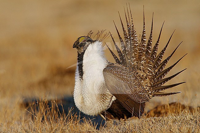 Adult male in display
Mono Co., CA
March 2007 stock-image by Agami/Brian E Small,