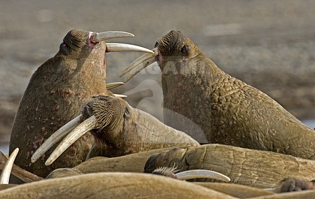 Walrus fighting; Walrus vechtend stock-image by Agami/Roy de Haas,