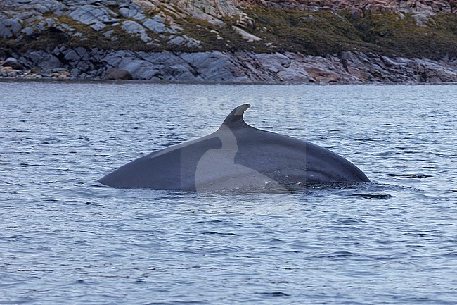 Minke Whale (Balaenoptera acutorostrata) taken the 19/09/2024 at Tadoussac - Canada. stock-image by Agami/Nicolas Bastide,