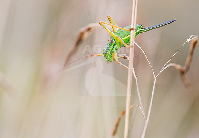 Saddle-backed bush-cricket, Ephippiger diurnus stock-image by Agami/Wil Leurs,