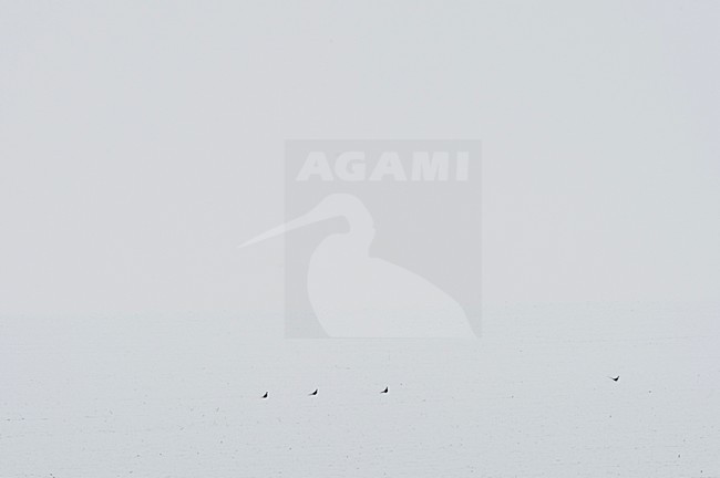 Fazanten in wit landschap, Pheasants in white landscape stock-image by Agami/Rob de Jong,