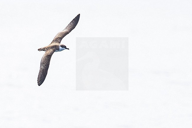  stock-image by Agami/Menno van Duijn,