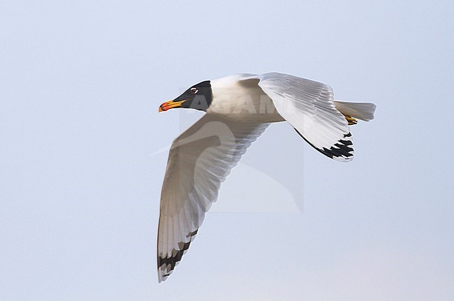 Pallas's Gull - Fischmöwe - Larus ichthyaetus, Oman, adult in summerplumage stock-image by Agami/Ralph Martin,