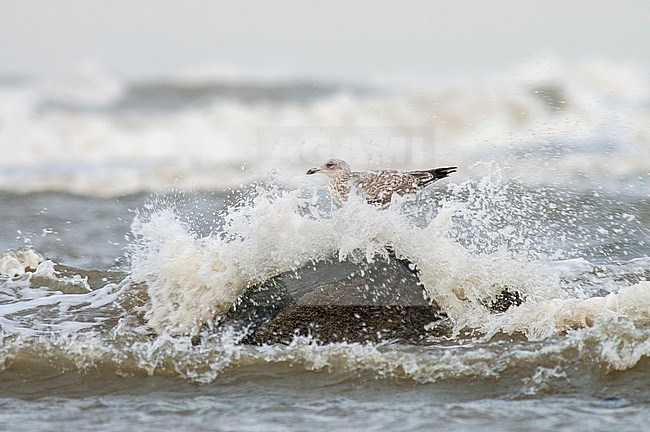 Immature European Herring Gull (Larus argentatus) in Katwijk in the Netherlands. Standing on a rock with a wave crushing over it. stock-image by Agami/Marc Guyt,