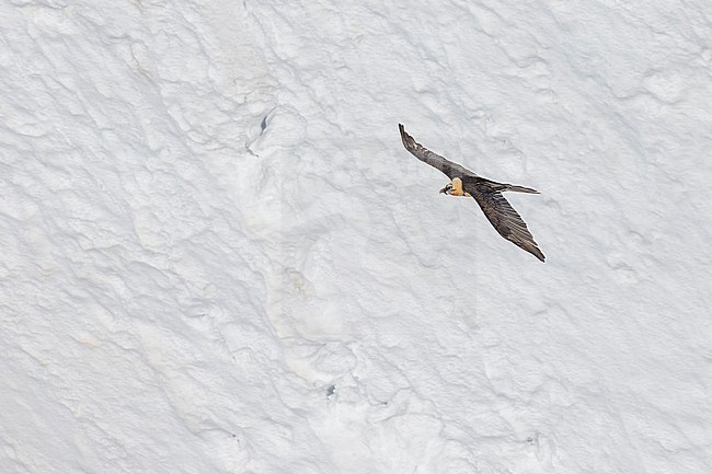 Adult  Bearded Vulture (Gypaetus barbatus) flying over snow covered moutain landscape in the swiss alps. stock-image by Agami/Marcel Burkhardt,