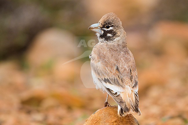Thick-billed Lark (Ramphocoris clotbey), adult standing on the ground stock-image by Agami/Saverio Gatto,