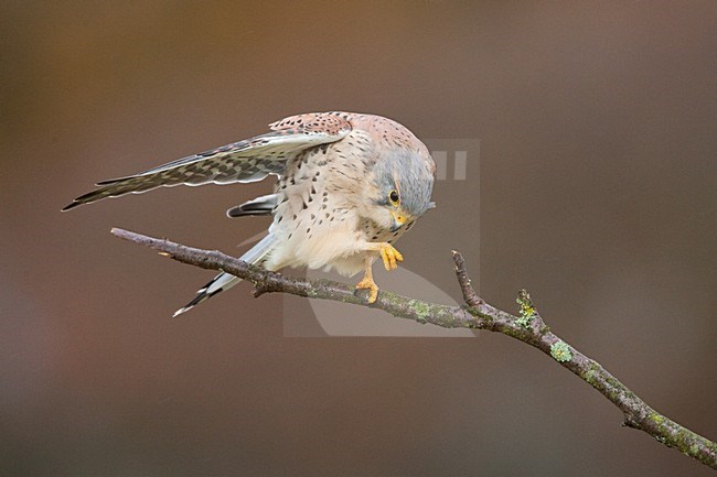 Torenvalk mannetje poetsend; Common Kestrel male preening stock-image by Agami/Menno van Duijn,