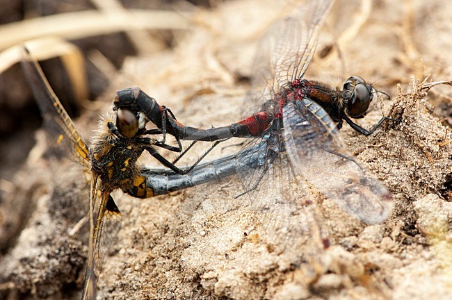Parende Noordse witsnuitlibellen, Leucorrhinia rubicunda pair mating stock-image by Agami/Wil Leurs,