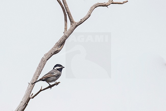 Ashy Tit (Melaniparus cinerascens) in South Africa. stock-image by Agami/Pete Morris,