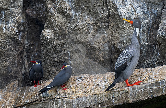 Red-legged Cormorant (Poikilocarbo gaimardi) and Inca Terns (Larosterna inca) perched on a rocky ledge stock-image by Agami/Andy & Gill Swash ,
