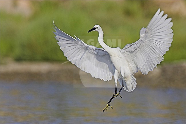 Kleine Zilverreiger in vlucht; Little Egret in flight stock-image by Agami/Menno van Duijn,