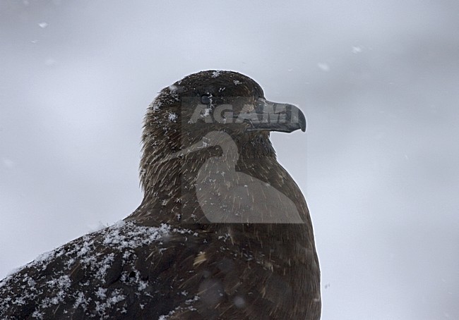 Subantarctic Skua close-up; Subantarctische Grote Jager portret stock-image by Agami/Marc Guyt,