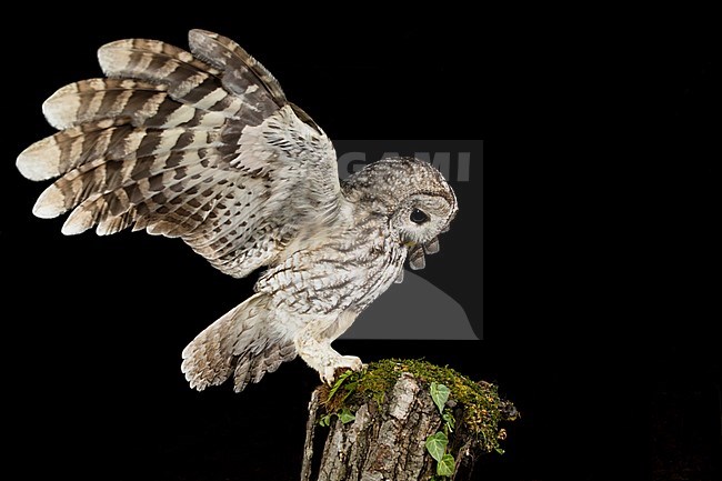 Tawny Owl (Strix aluco) in the Aosta valley in northern Italy. Standing on a moss covered stump. Just landed with wings held high. stock-image by Agami/Alain Ghignone,