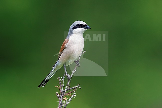Adult male Red-backed Shrike (Lanius collurio) perched on a bush in Russia stock-image by Agami/Vincent Legrand,