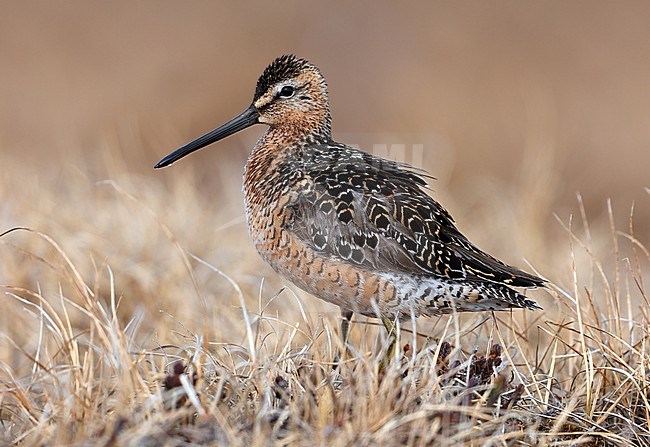 Long-billed Dowitcher (Limnodromus scolopaceus)  taken the 14/06/2022 at Barrow - Alaska - USA stock-image by Agami/Aurélien Audevard,