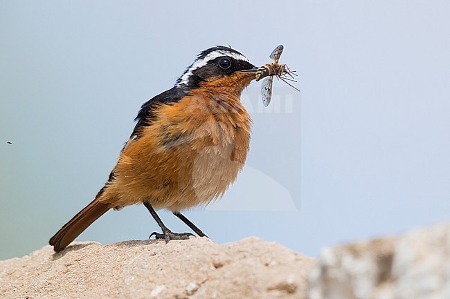 Moussier's Redstart (Phoenicurus moussieri), adult male with a caught insect stock-image by Agami/Saverio Gatto,