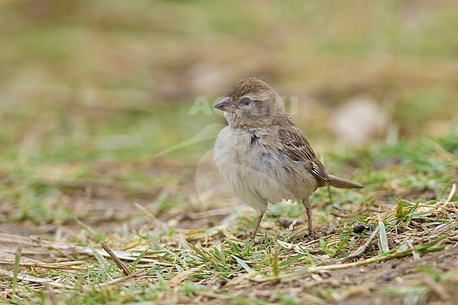 Female Dead Sea Sparrow, Passer moabiticus stock-image by Agami/Rafael Armada,