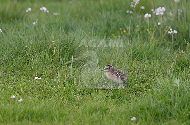 Eurasian Curlew (Numenius arquata arquata), small chick walking in meadow at Vomb, Sweden stock-image by Agami/Helge Sorensen,