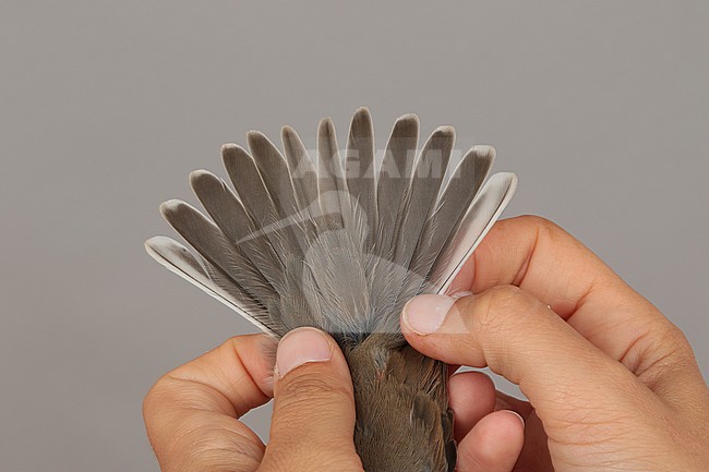 Adult Lesser Whitethroat (Curruca curruca) caught at the Ottenby Bird Observatory ringing station situated at the southern point of the Baltic island Öland in south-east Sweden. Showing its tail. stock-image by Agami/Magnus Hellström,