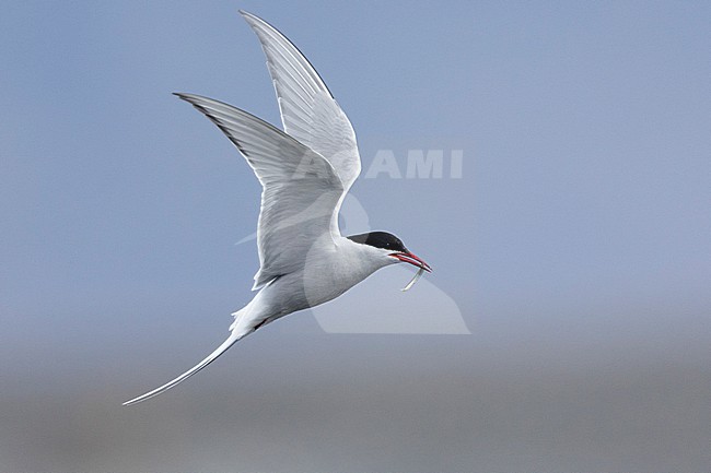 Arctic Tern (Sterna paradisaea), side view of an adult carrying a fish in flight, Southern Region, Iceland stock-image by Agami/Saverio Gatto,