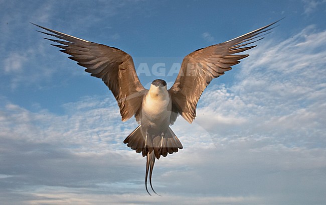 Kleinste Jager in broedgebied; Long-tailed Skua  in breeding habitat stock-image by Agami/Jari Peltomäki,