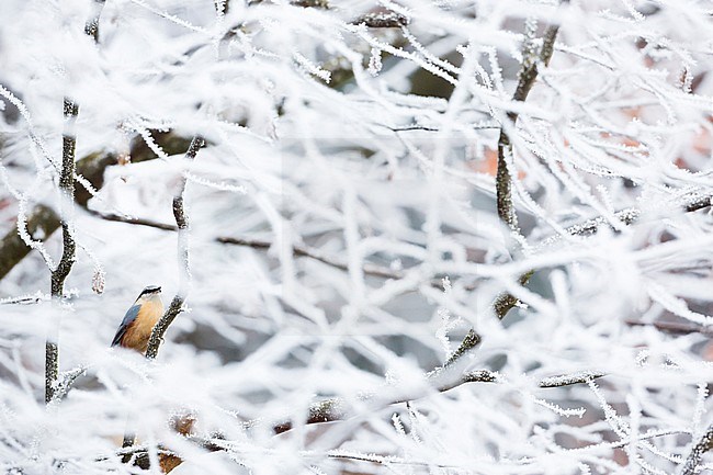 European Nuthatch (Sitta europaea caesia) in Germany. stock-image by Agami/Ralph Martin,