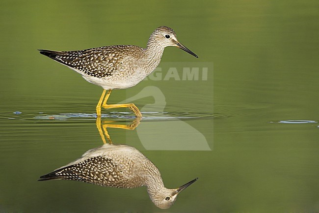 Lesser Yellowlegs (Tringa flavipes) in a mudflat in Mississauga, Ontario, Canada. stock-image by Agami/Glenn Bartley,