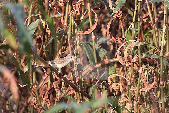 Basra reed warbler (Acrocephalus griseldis) in Iran. stock-image by Agami/James Eaton,