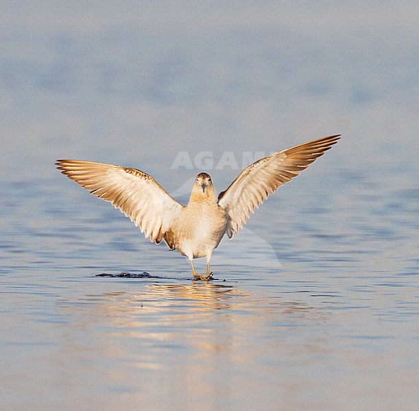 Kemphaan, Ruff, Philomachus pugnax stock-image by Agami/Menno van Duijn,
