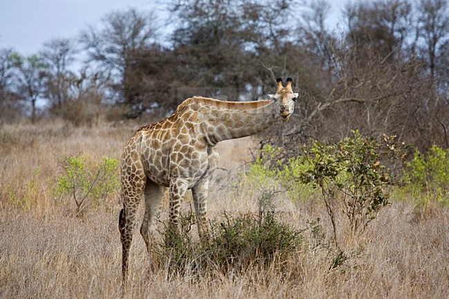 Foeragerende Giraffe; Foraging Southern Giraffe stock-image by Agami/Marc Guyt,