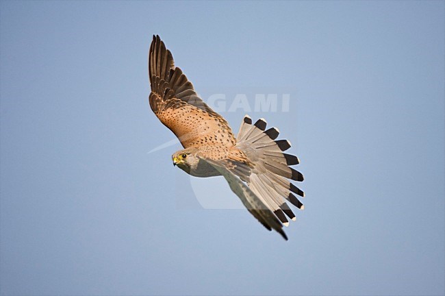 Mannetje Torenvalk in de vlucht; Male Common Kestrel in flight stock-image by Agami/Marc Guyt,